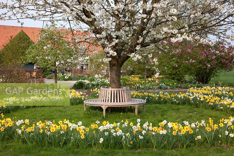 Circular bench surrounding a cherry tree in blossom, daffodils planting in a circle - Imig-Gerold Garden