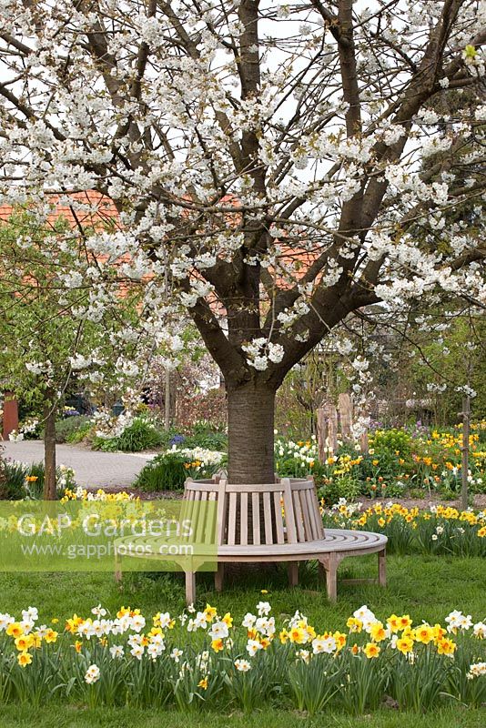 Circular bench surrounding a cherry tree in blossom, daffodils planting in a circle - Imig-Gerold Garden