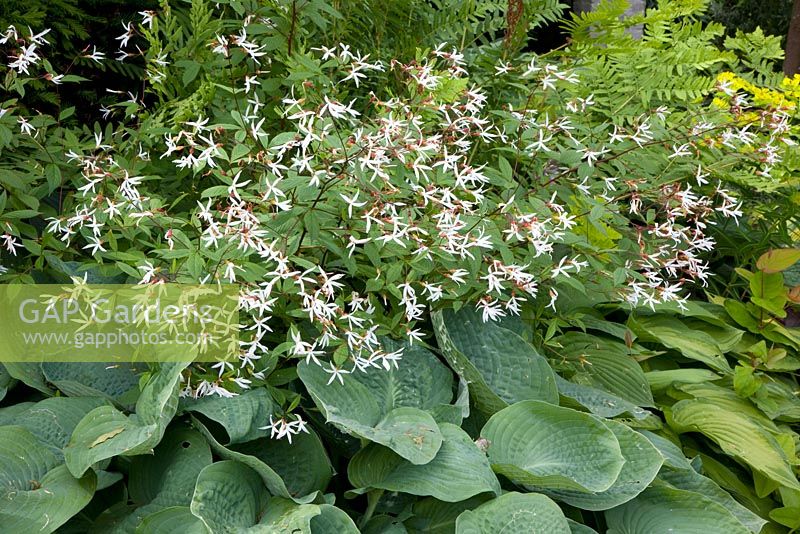 Hosta sieboldiana 'Elegans' and Gillenia trifoliata