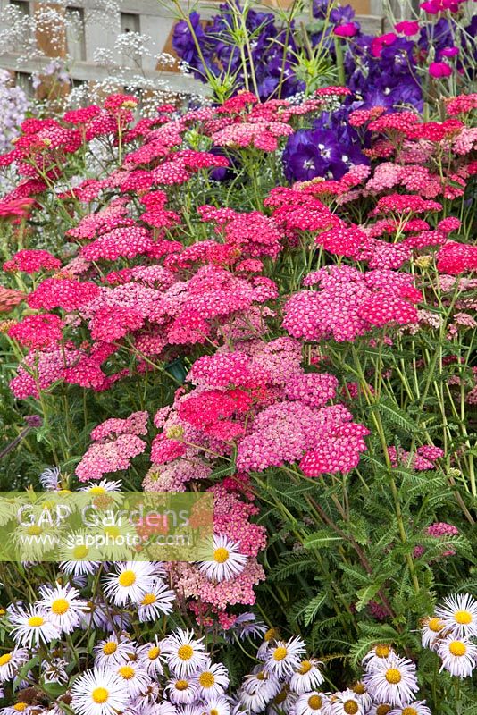 Achillea 'Rose Madder, Sidalcea 'Sussex Beauty' and Erigeron 'Quakeress'