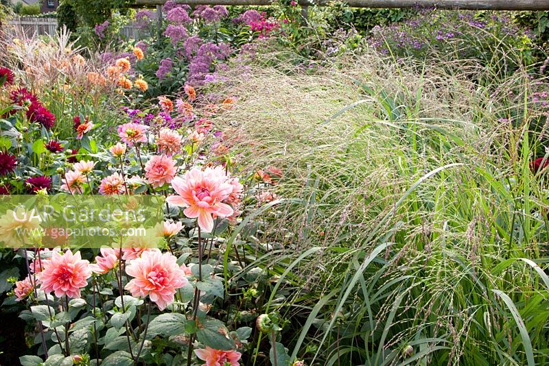 Panicum virgatum 'Rehbraun', Dahlia 'Yvonne', Dahlia 'Nuit d'Ete'