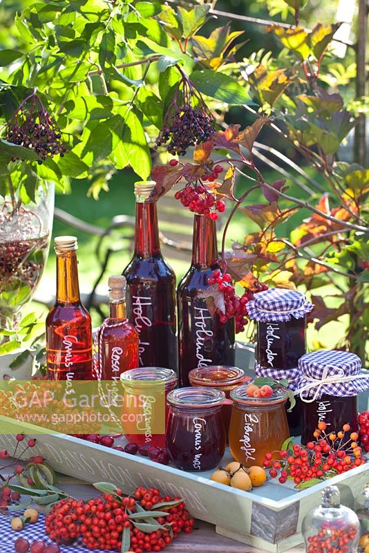 Tray with conserves and drinks made from Elderberries, Rose hips, Crabapples, Cherries and Rowan berries