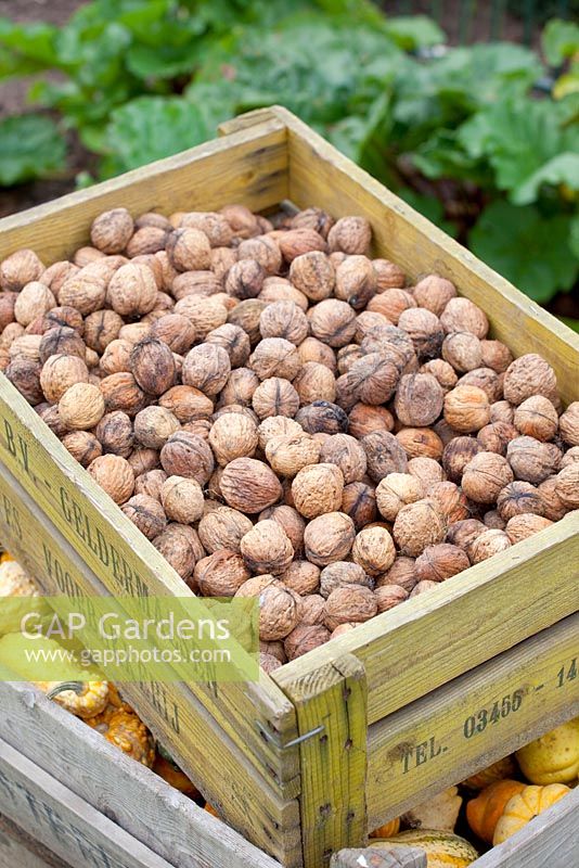 Crate of walnuts - Huys en Hof