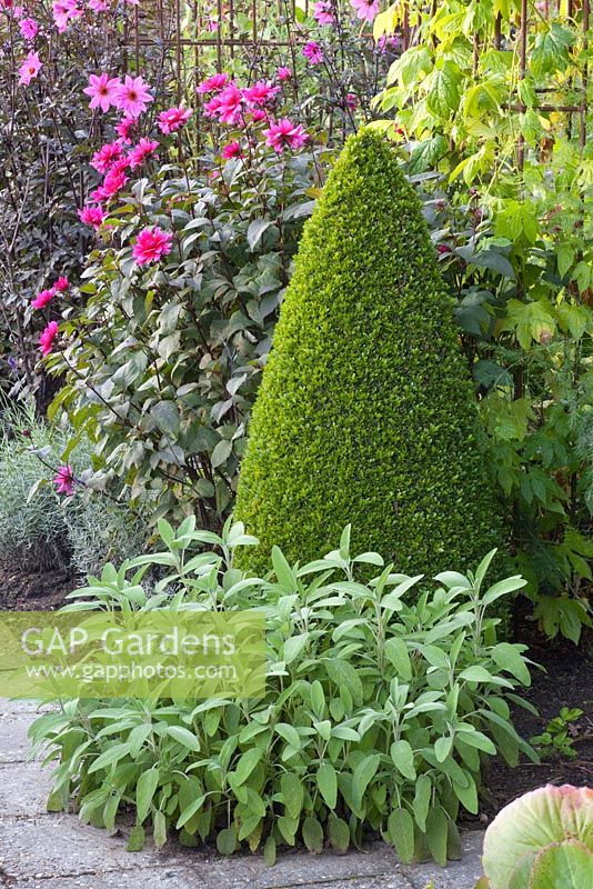 Topiary cone and Salvia officinalis 'Berggarten' - Sage - Boschhoeve
 