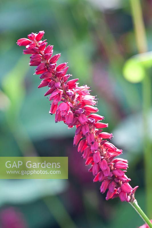 Persicaria amplexicaulis 'Taurus'