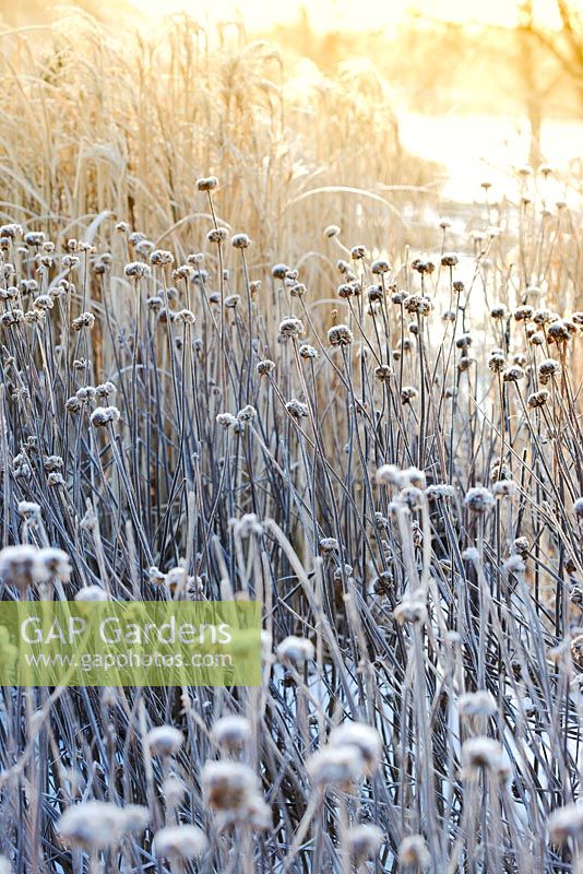 Frosted seed heads and grasses, early morning