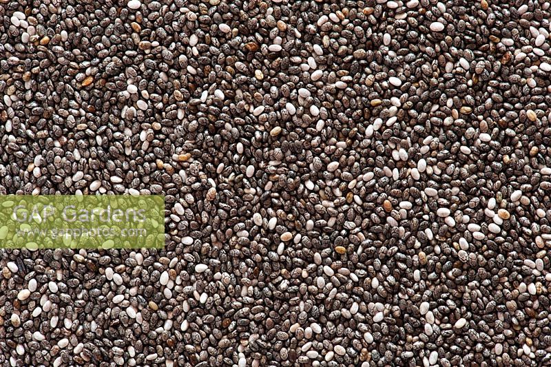 Salvia Hispanica seed - Chia seeds