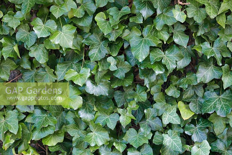 Hedera hibernica - Irish Ivy