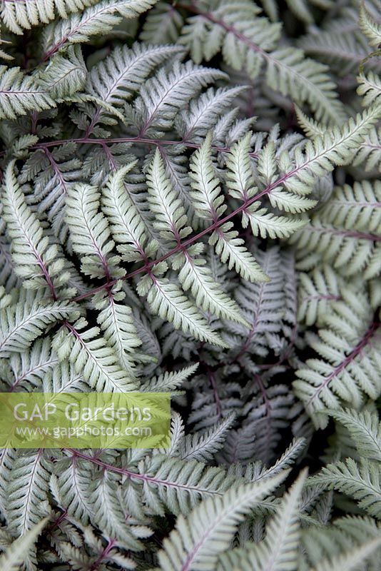 Athyrium 'Silver Falls'