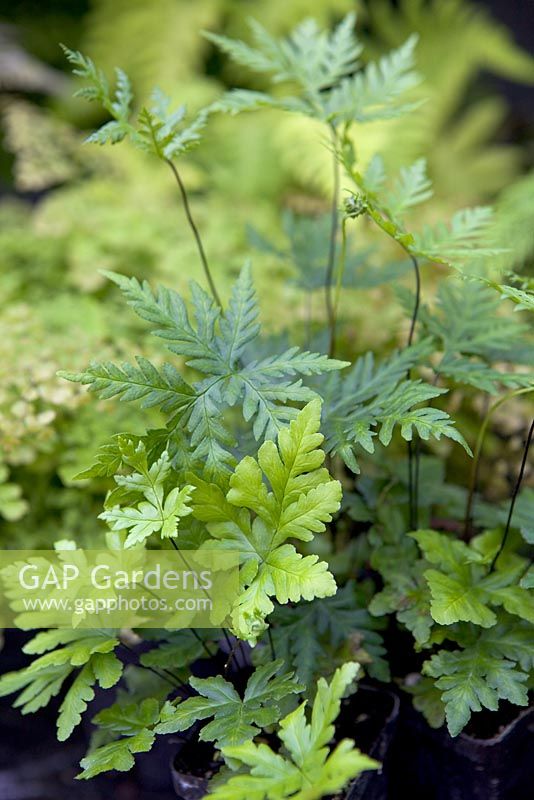 Doryopteris concolor var. 'Kirkii'