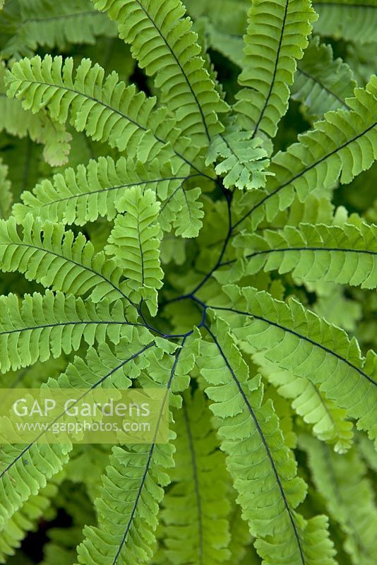 Adiantum 'Miss Sharples'