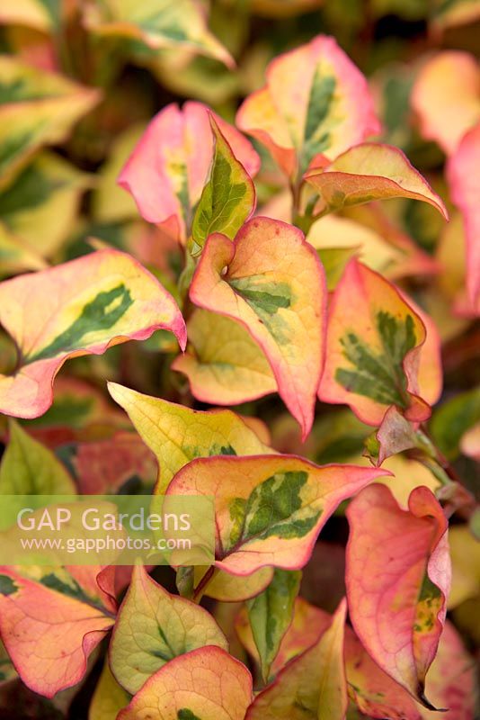 Houttuynia Cordata 'Flame' - Orange Peel Plant