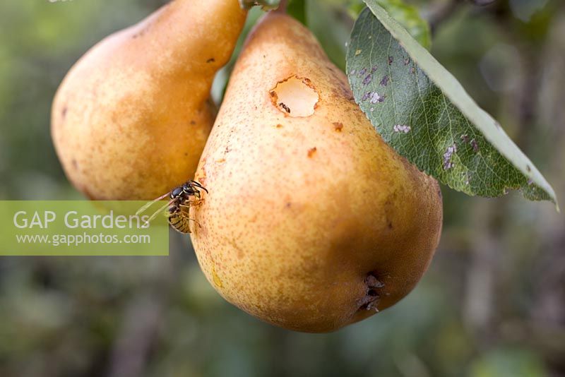 Wasp eating ripe Pear