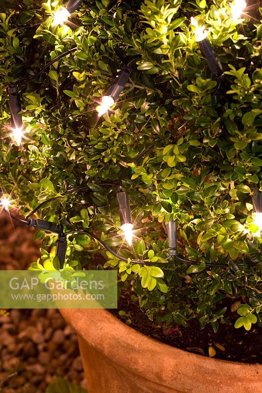 Buxus sphere illuminated with fairy lights