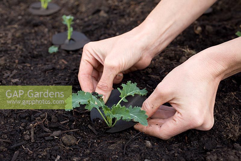 Adding Cabbage rings to protect from cabbage root fly, around Borecole 'Redbor F1'