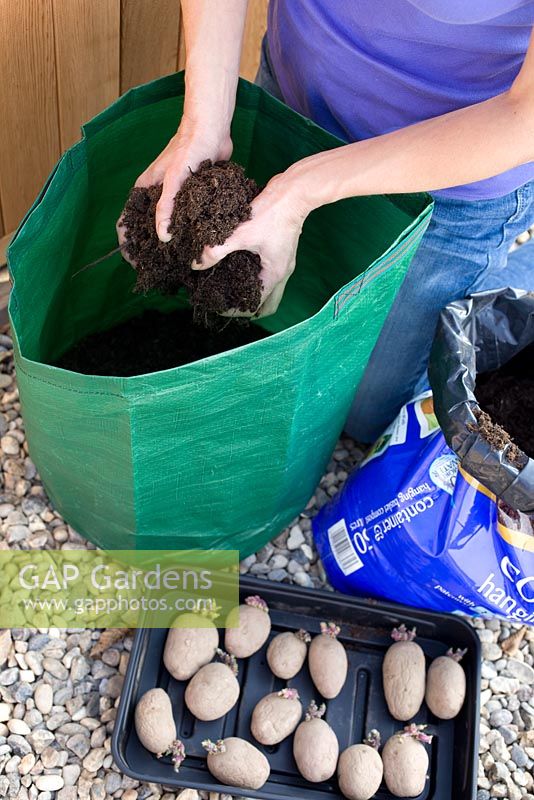 Planting chitted seed potatoes in a sack - Filling with compost