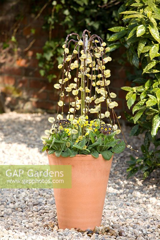 Planting spring container with Salix caprea, Primula veris and Primula 'Gold Lace'