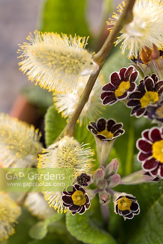 Salix caprea with Primula 'Gold Lace'