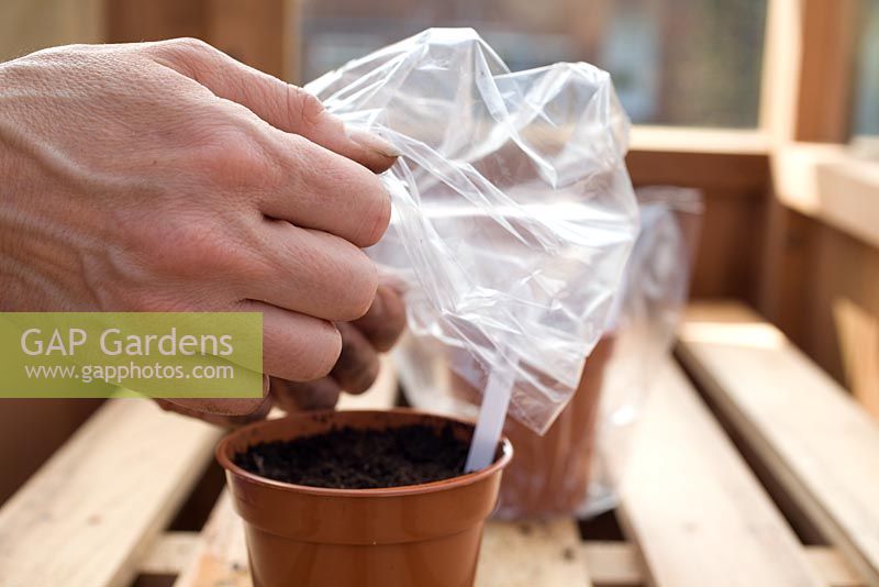 Sowing Cayenne Chilli in greenhouse and covering with plastic sandwich bag to keep warm and moist