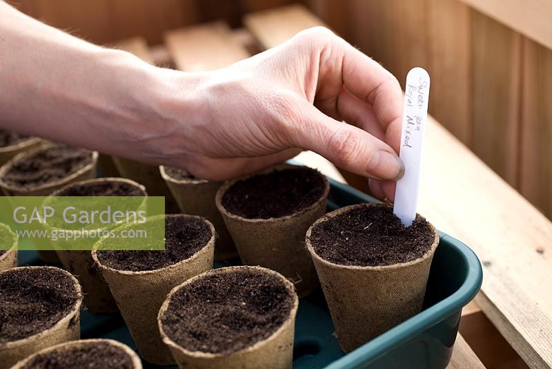 Sowing Lathyrus 'Royal Mixed' in greenhouse and covering with plastic propagator - Labelling