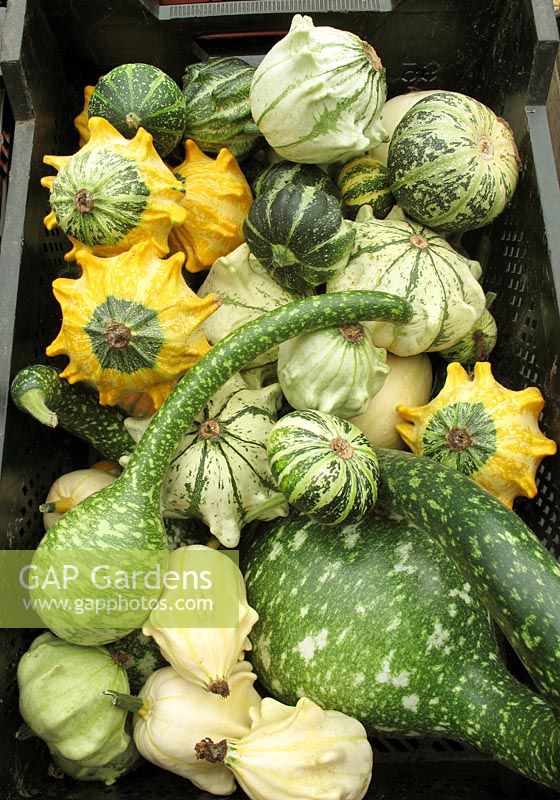 Harvested Ornamental gourds 'Crown of Thorns'  with Swan necked gourd   