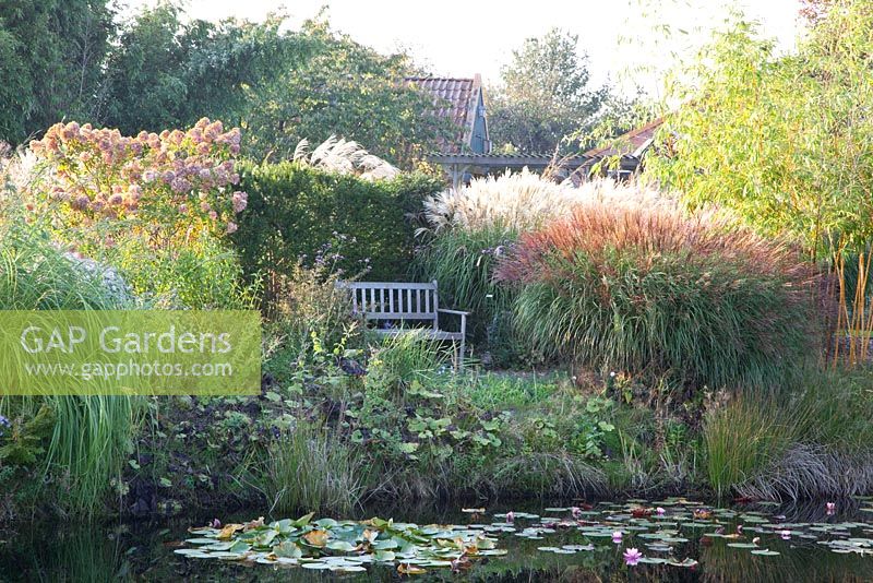 Seating area near pond, Miscanthus and Hydrangea paniculata 'Limelight' - Jacobs Nursey