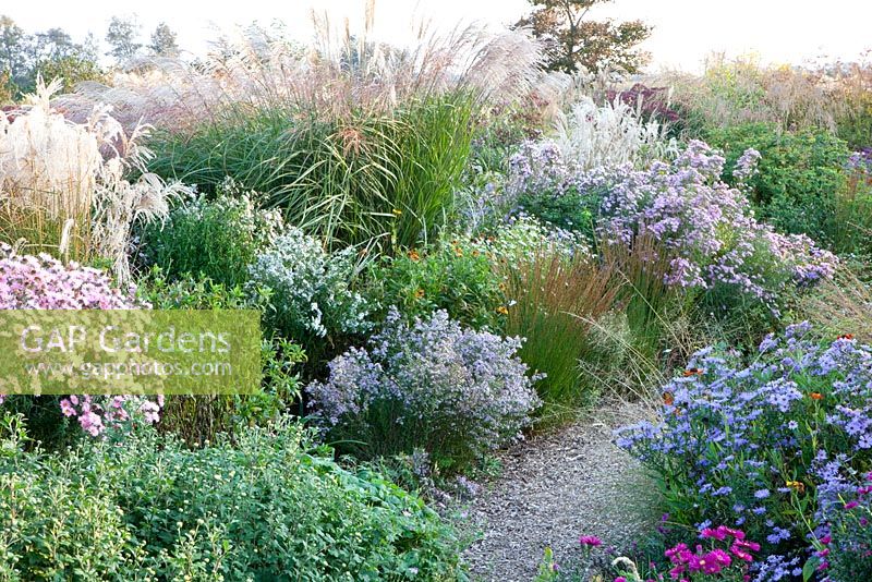 Molinia, Miscanthus Beth Chatto, Rosa Sieger, Aster vivimeus Lovely in mixed Autumn border 