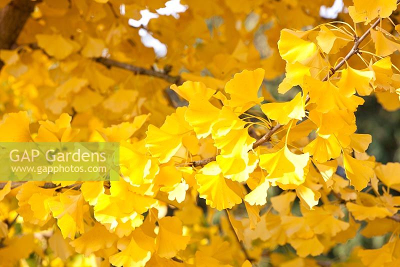 Gingko biloba - maiden hair tree in Autumn 