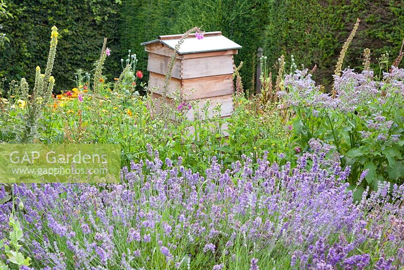 Beehive and lavender in kitchen garden 