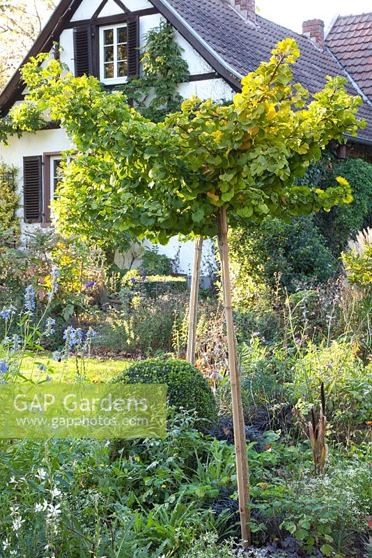 Gingko biloba 'Mariken', trained as a standard, in country garden