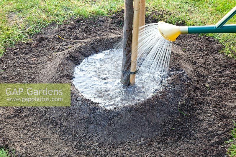 Step by Step - planting a quince tree - watering newly planted tree