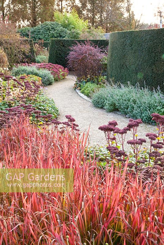 Autumn borders with Sedum Matrona,Imperata cylindrica Red Baron