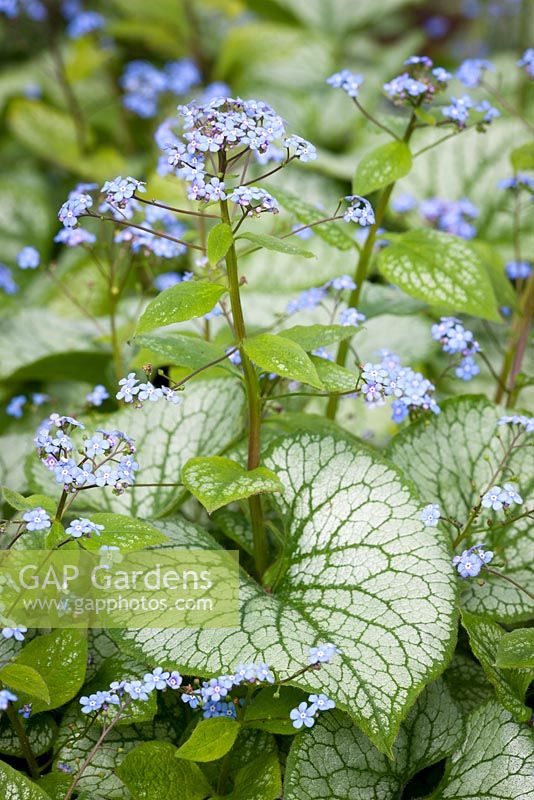 Brunnera macrophylla 'Jack Frost'