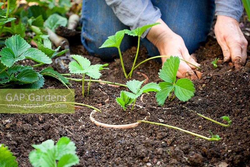 Propagating strawberries by layering into pots sunk in the ground