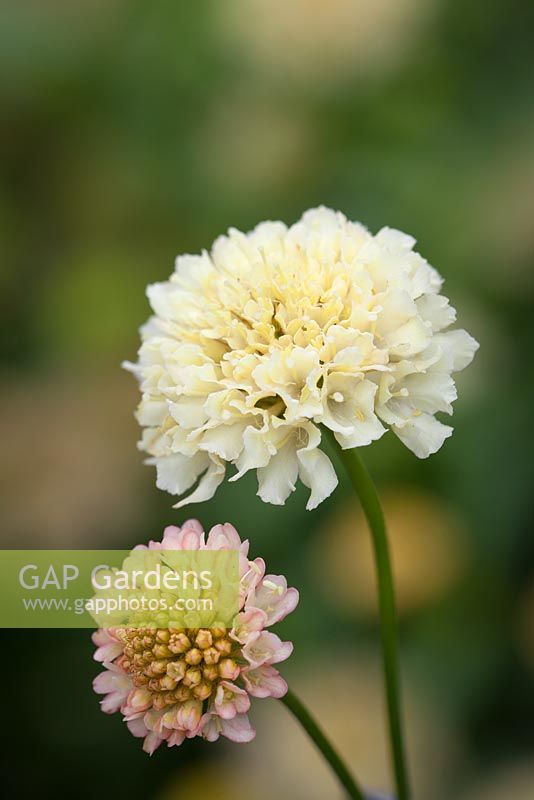 Scabiosa atropurpurea 'Fata Morgana' - Scabious