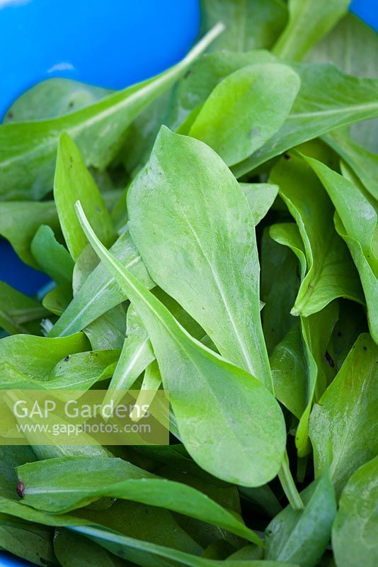 Sweet young chicory leaves in a bowl - Zucchero di Trieste. Baby salad leaf