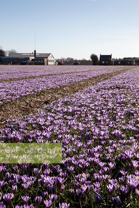 Field of Crocus 'Spring Beauty' in Holland