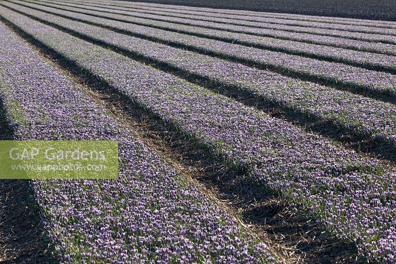 Growing field of Crocus 'Spring Beauty' in Holland