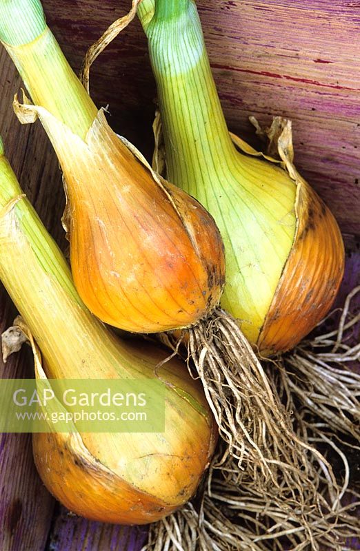 Onions 'Autumn Gold Improved' in a trug