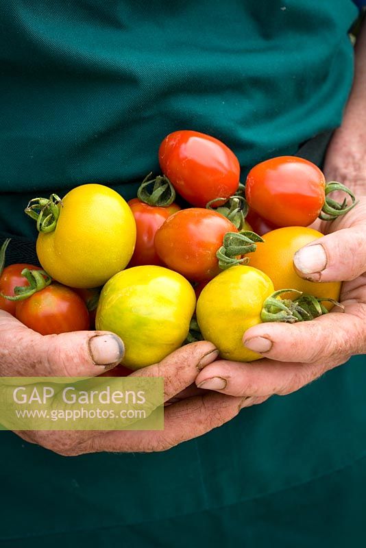 Gardener's hands holding tomatoes