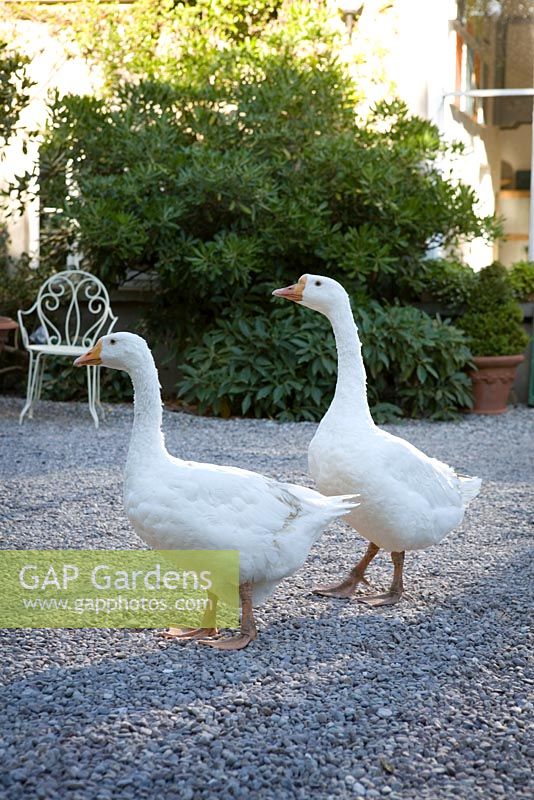 Geese on gravel courtyard - Ballymaloe Cookery School
