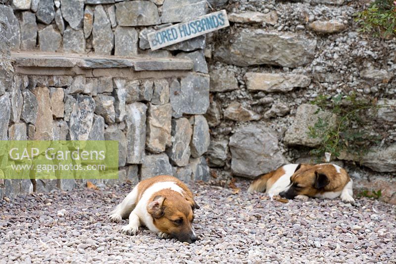 Bored husbands sign and dogs at Ballymaloe Cookery school