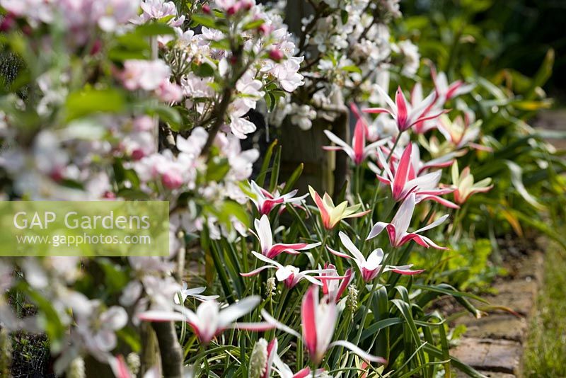 Tulipa clusiana 'Cynthia' with step-over apples in blossom