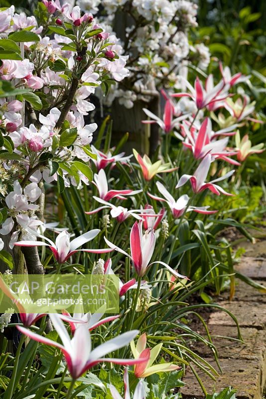 Tulipa clusiana 'Cynthia' with step-over apples in blossom