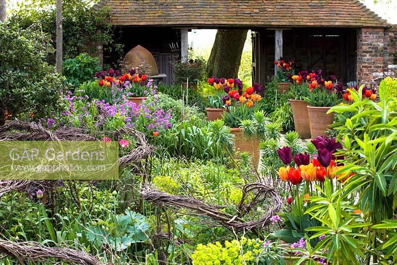 Spring in the Oast garden at Perch Hill with Tulipa 'Havran', 'Prinses Irene' and 'Coleur Cardinal' growing in pots. Woven birch used for staking