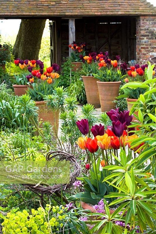 Spring in the Oast garden at Perch Hill with Tulipa 'Havran', 'Prinses Irene' and 'Coleur Cardinal' growing in pots.