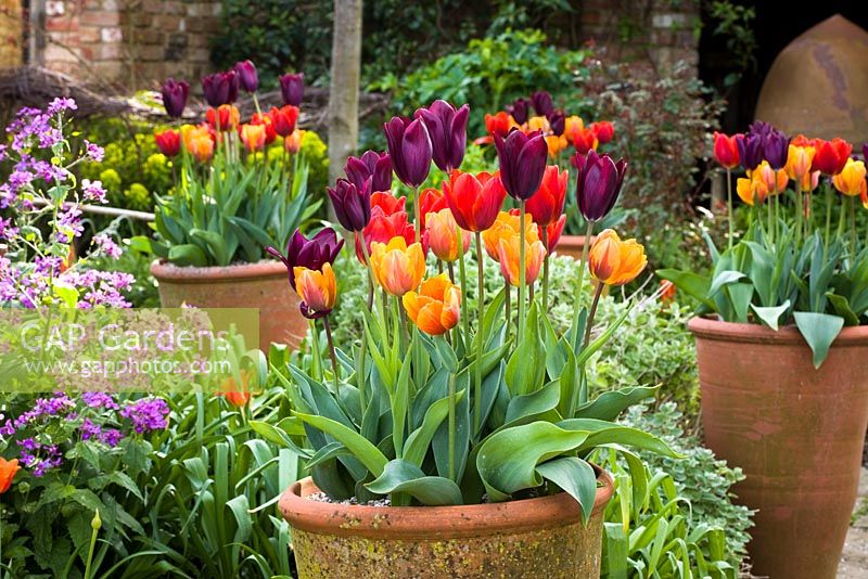 Tulipa 'Havran', 'Prinses Irene' and 'Coleur Cardinal' growing in pots in the oast garden at Perch Hill