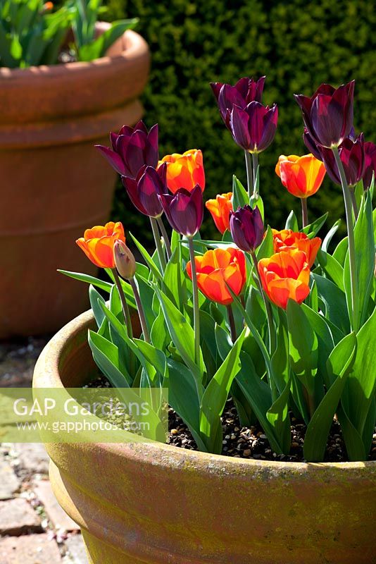 Tulipa 'Havran' and Tulipa 'Annie Schilder' growing in a terracotta pot at Perch Hill