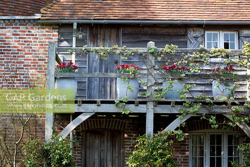 Galvanised containers of Tulipa 'Rococo' on the balcony of the oast house at Perch Hill. Vine growing on the railings - Vitis coignetiae