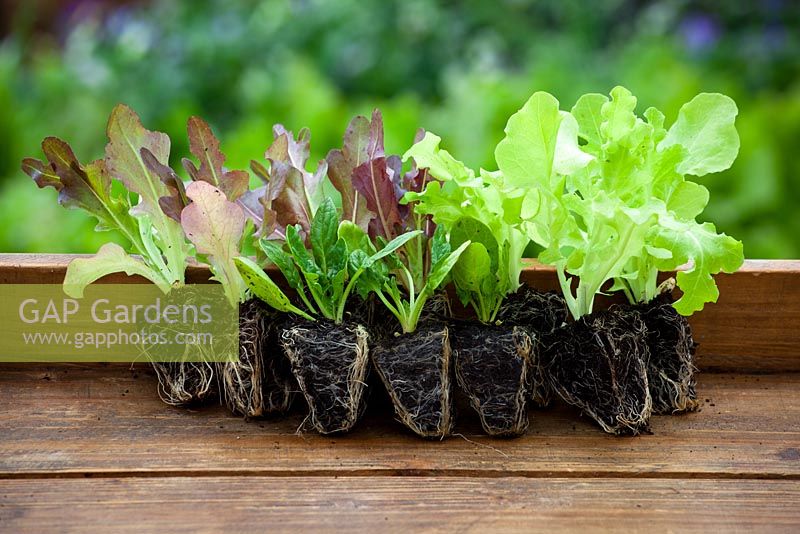 Lettuce plug plants